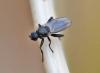 340381 – Photo : Oryctes – France (59)